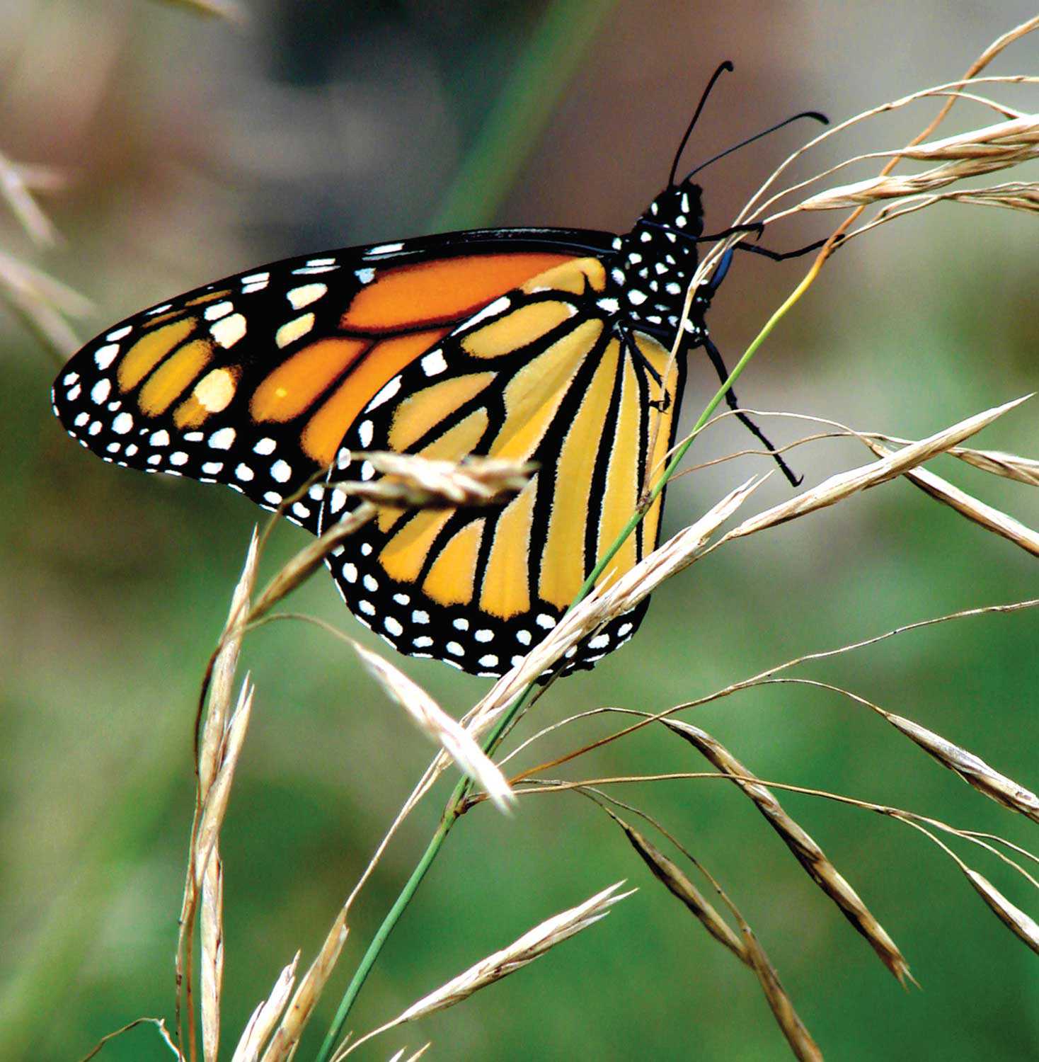 A monarch butterfly