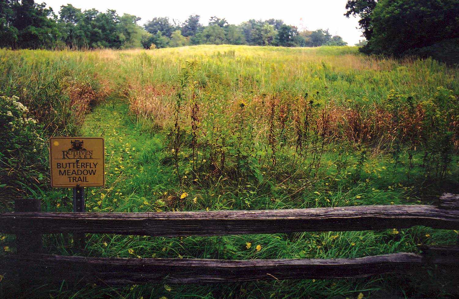 A large butterfly meadow in Ruthven Park