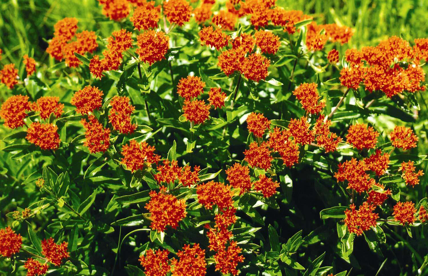 Butterfly milkweed (Photo: Karen Abel)