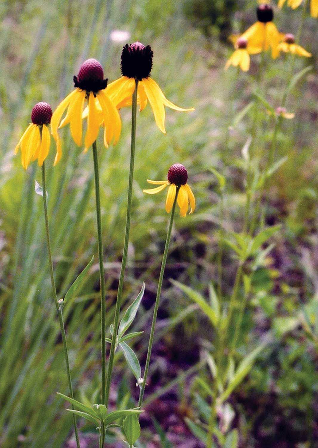 An urban garden with gray-headed coneflower, a native prairie species