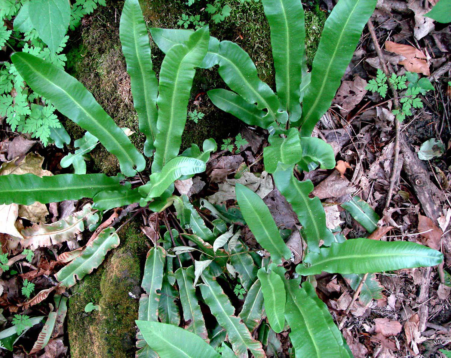 American hart’s tongue fern (Asplenium scolopendrium americanum) – special concern provincially and nationally