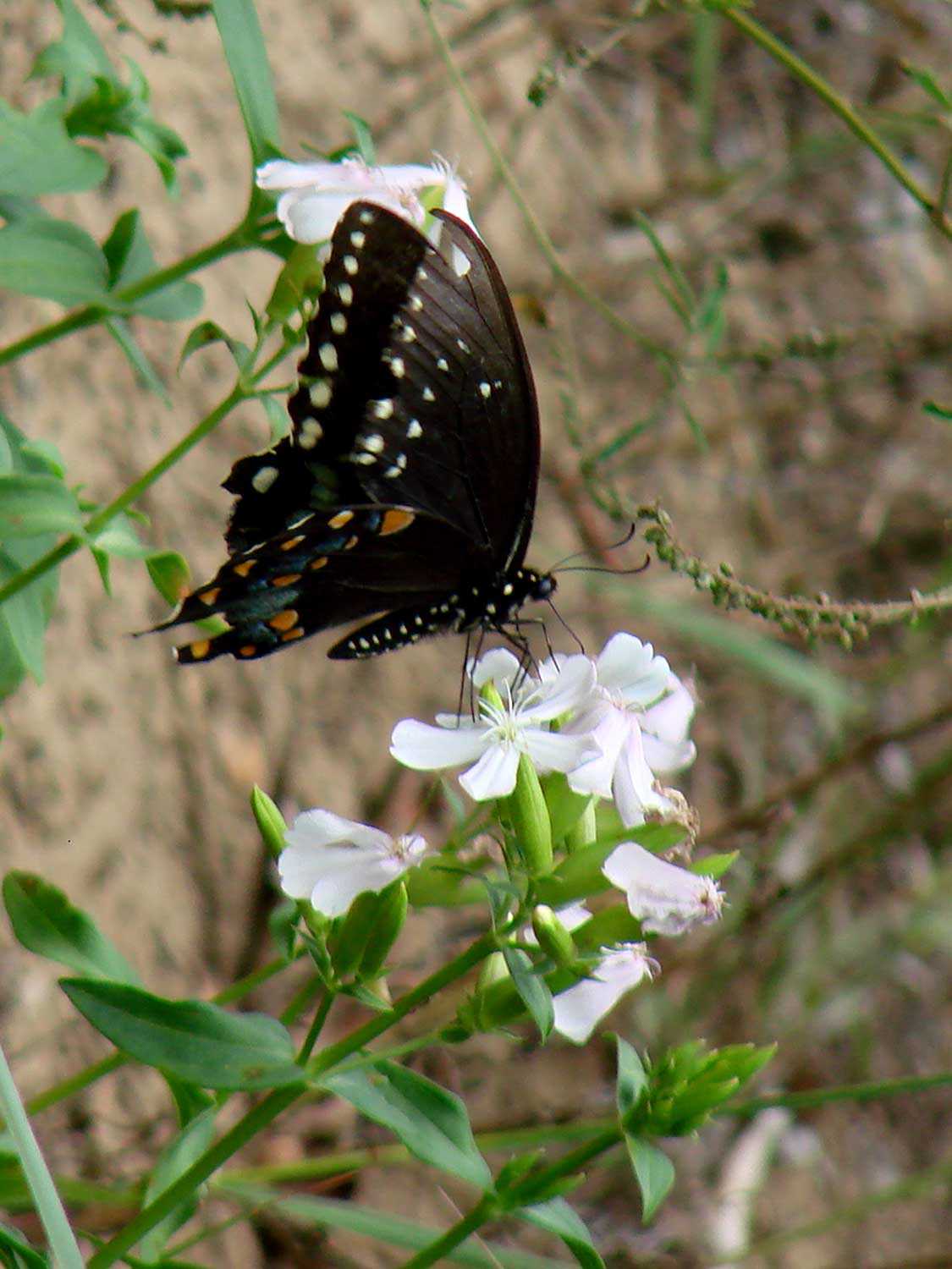 Spicebush swallowtail butterfly, Backus Woods Conservation Area