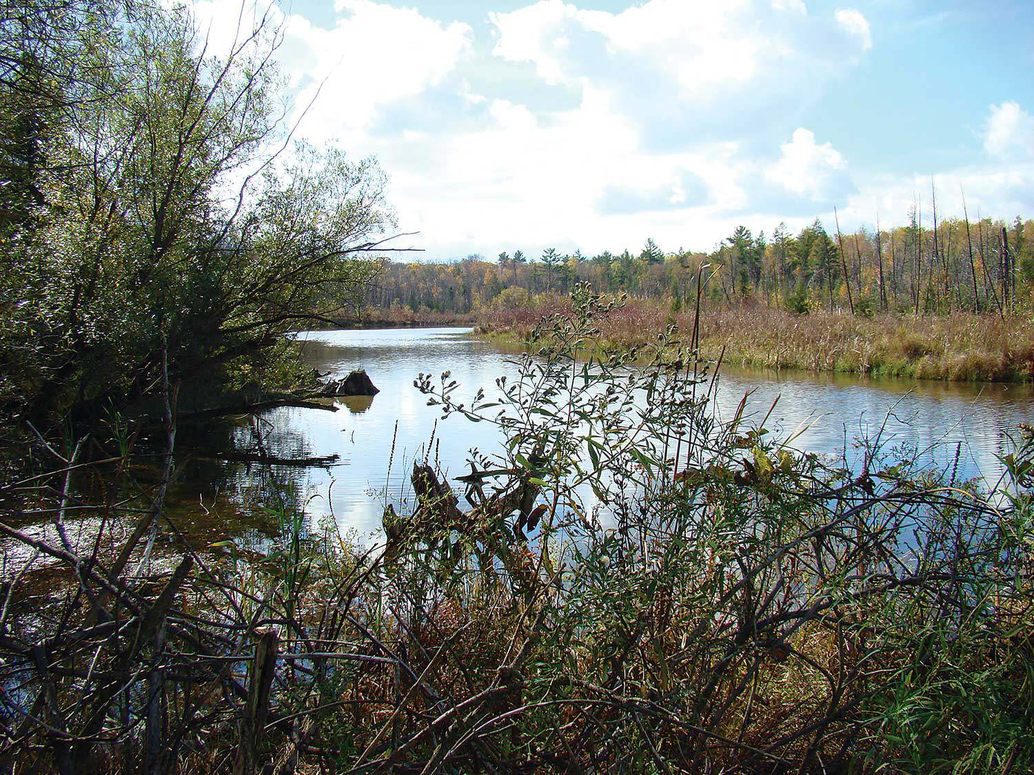 The marl ponds of the Yaremko-Ridley property, Halton Region, donated by John Yaremko and John Ridley