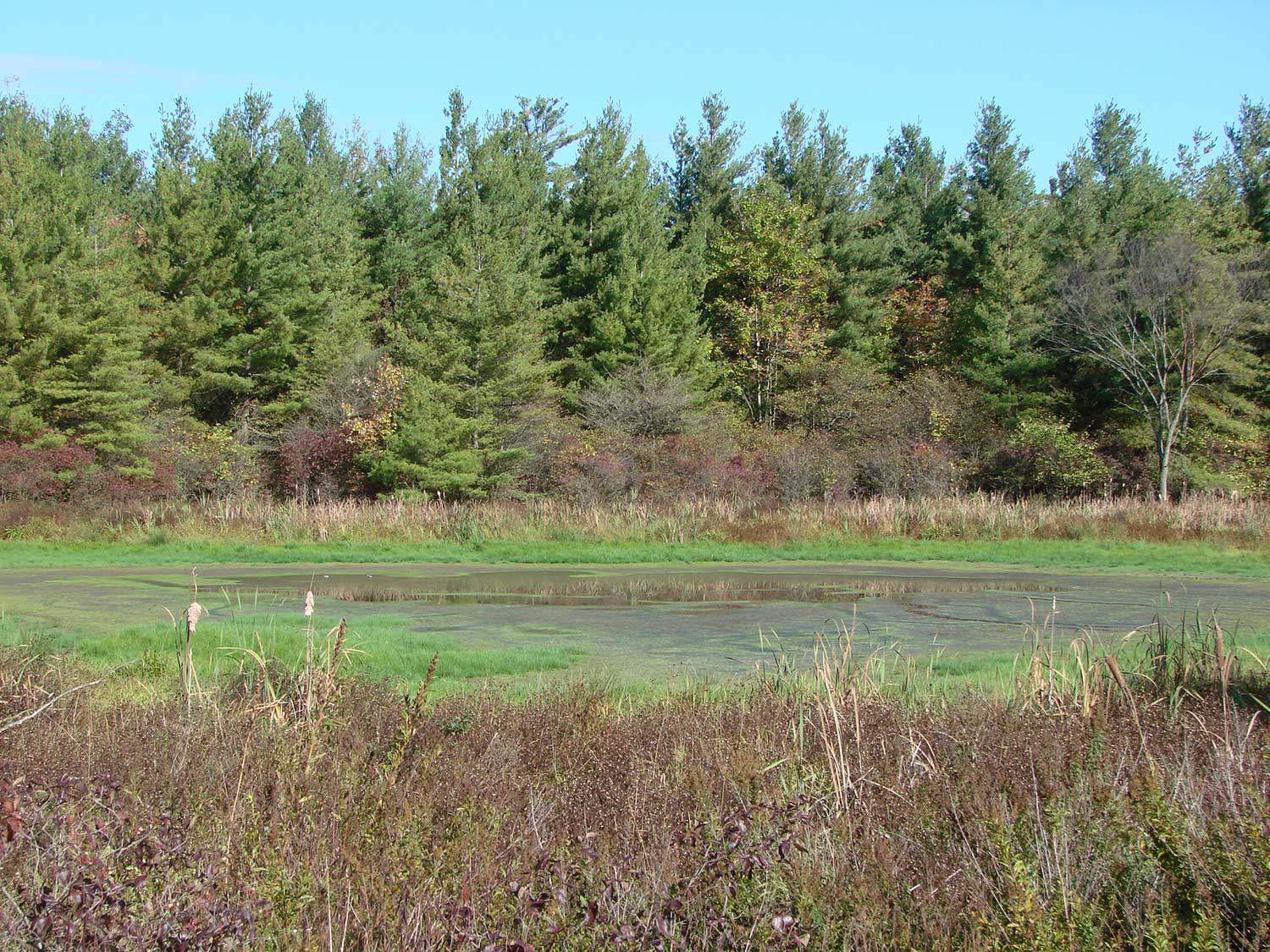 Part of Ruthven Park is located within the North Cayuga Slough Forest – an important part of the Carolinian ecosystem
