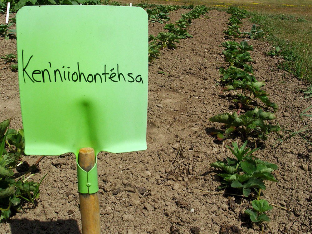 Ken’niiohontéhsa (strawberries) (Photo: Ryan DeCaire, Wáhta Mohawk Territory)