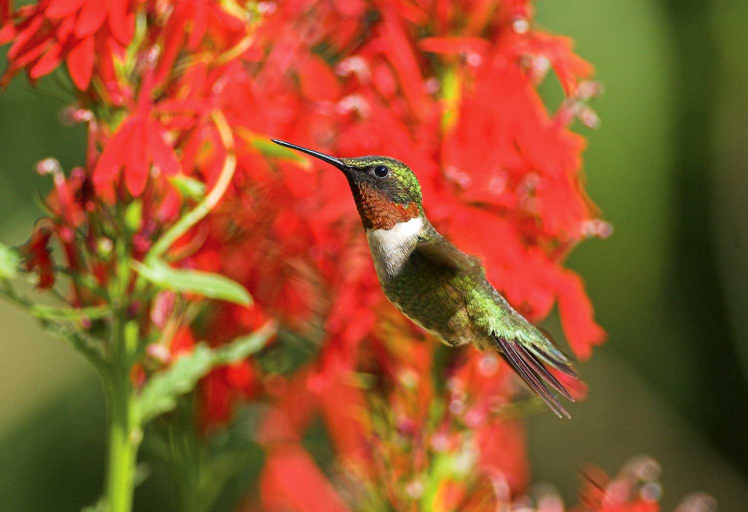 Ruby-throated hummingbird at a cardinal flower in the Native Plants Garden (Photo: Jon Brierley).