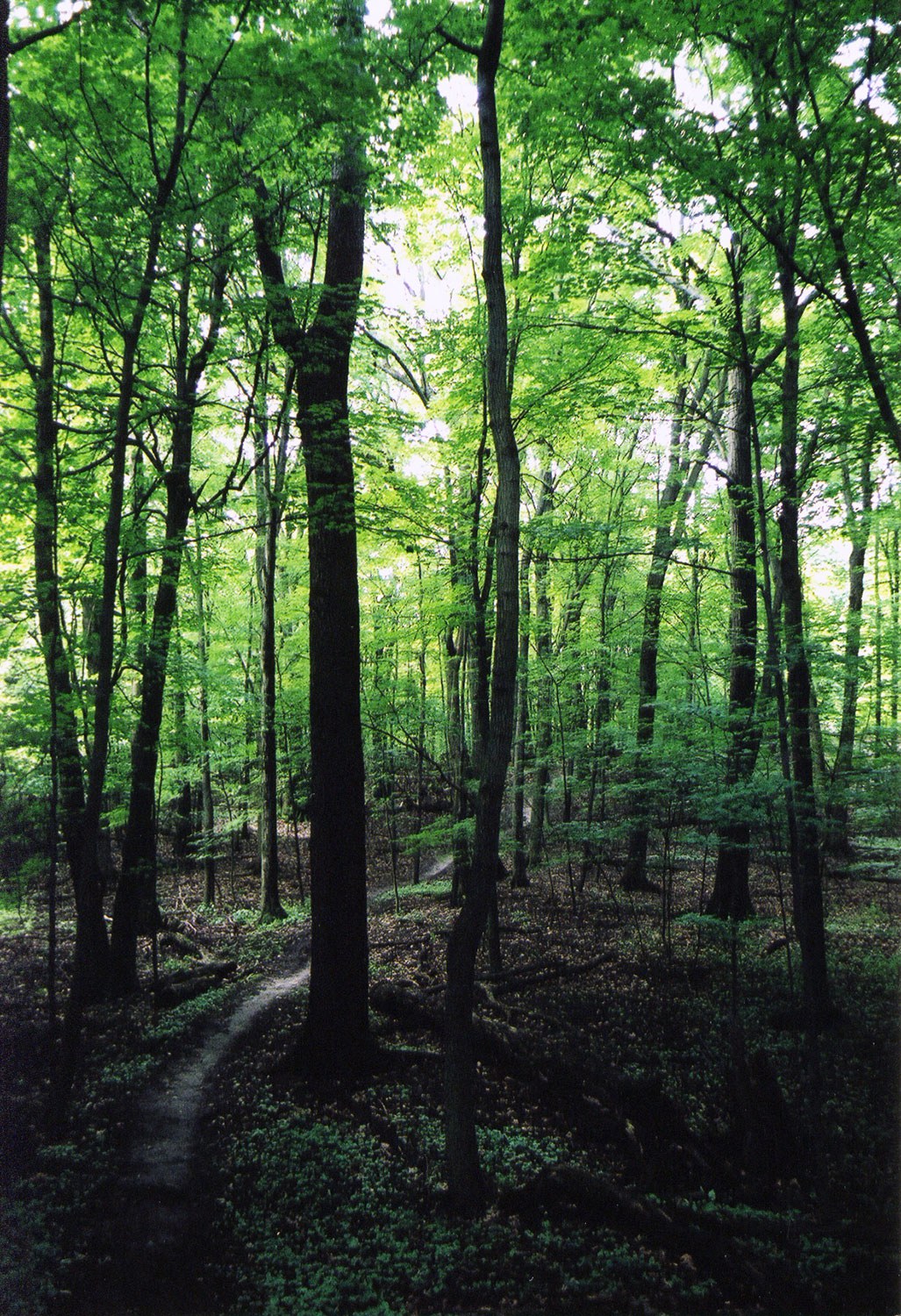 The Farmer Property (c. 3000 BCE) on the Niagara Escarpment. This trail was closed to protect the ancient archaeological site.