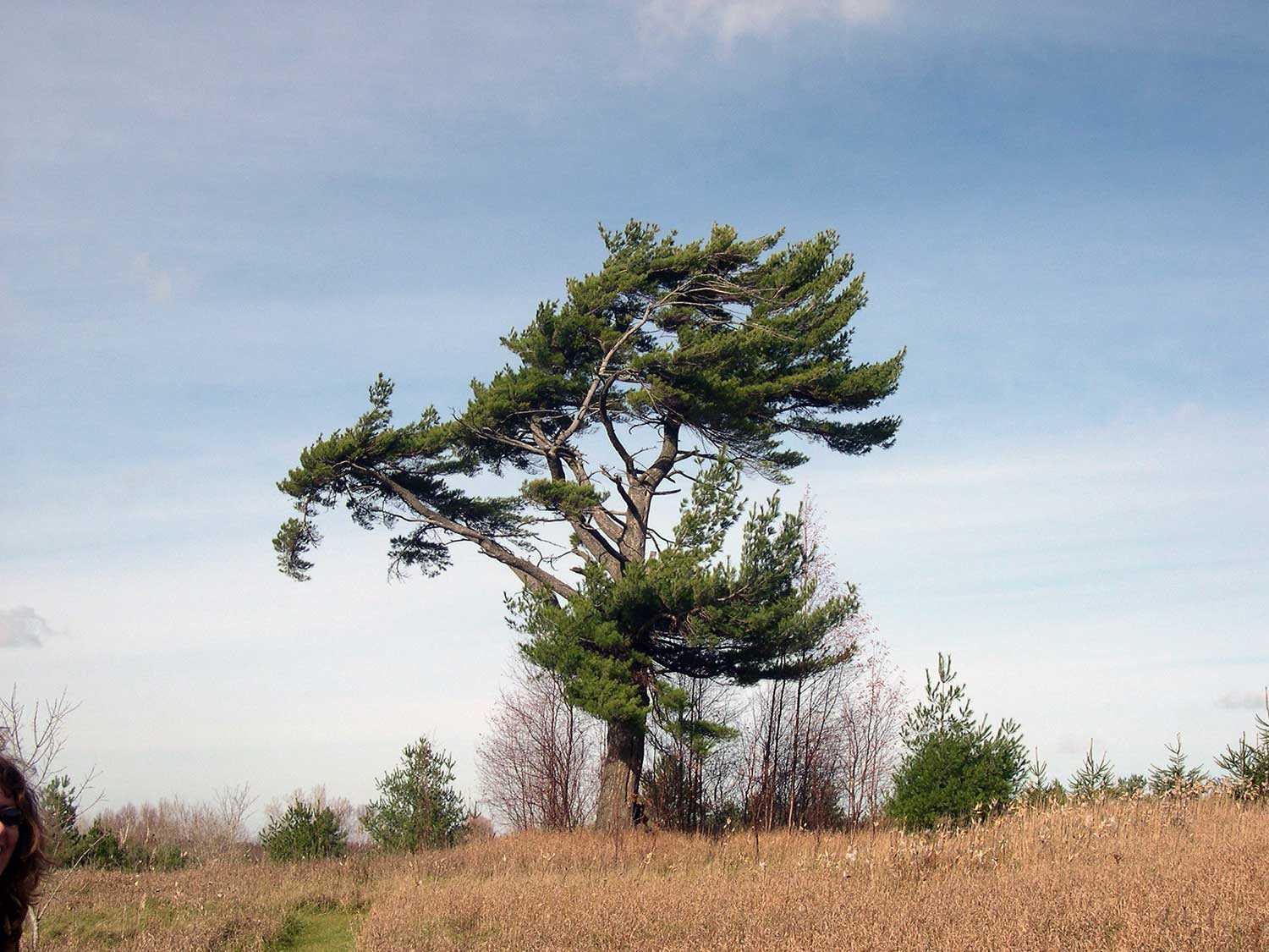 Lone Pine Marsh, Braham