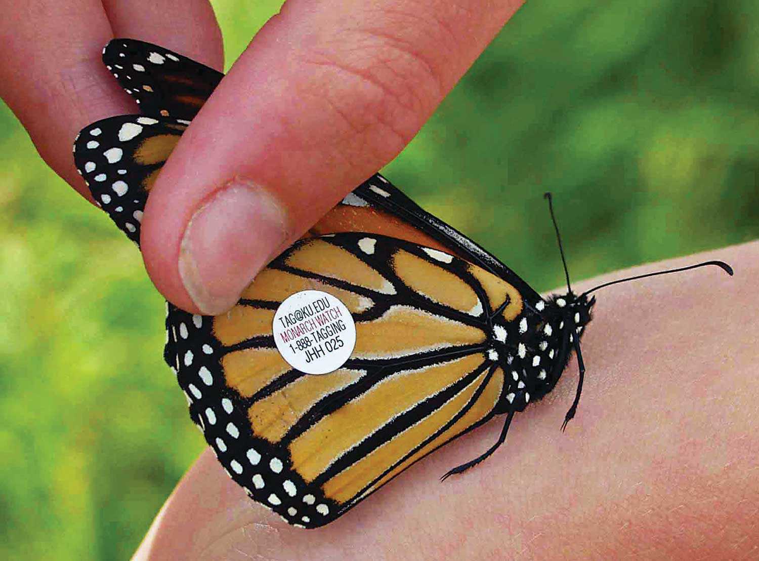 Monarch butterfly tagging by Walpole Island youth as part of the Bkejwanong Eco-Keepers Program (Photo: Aimee Johnson)