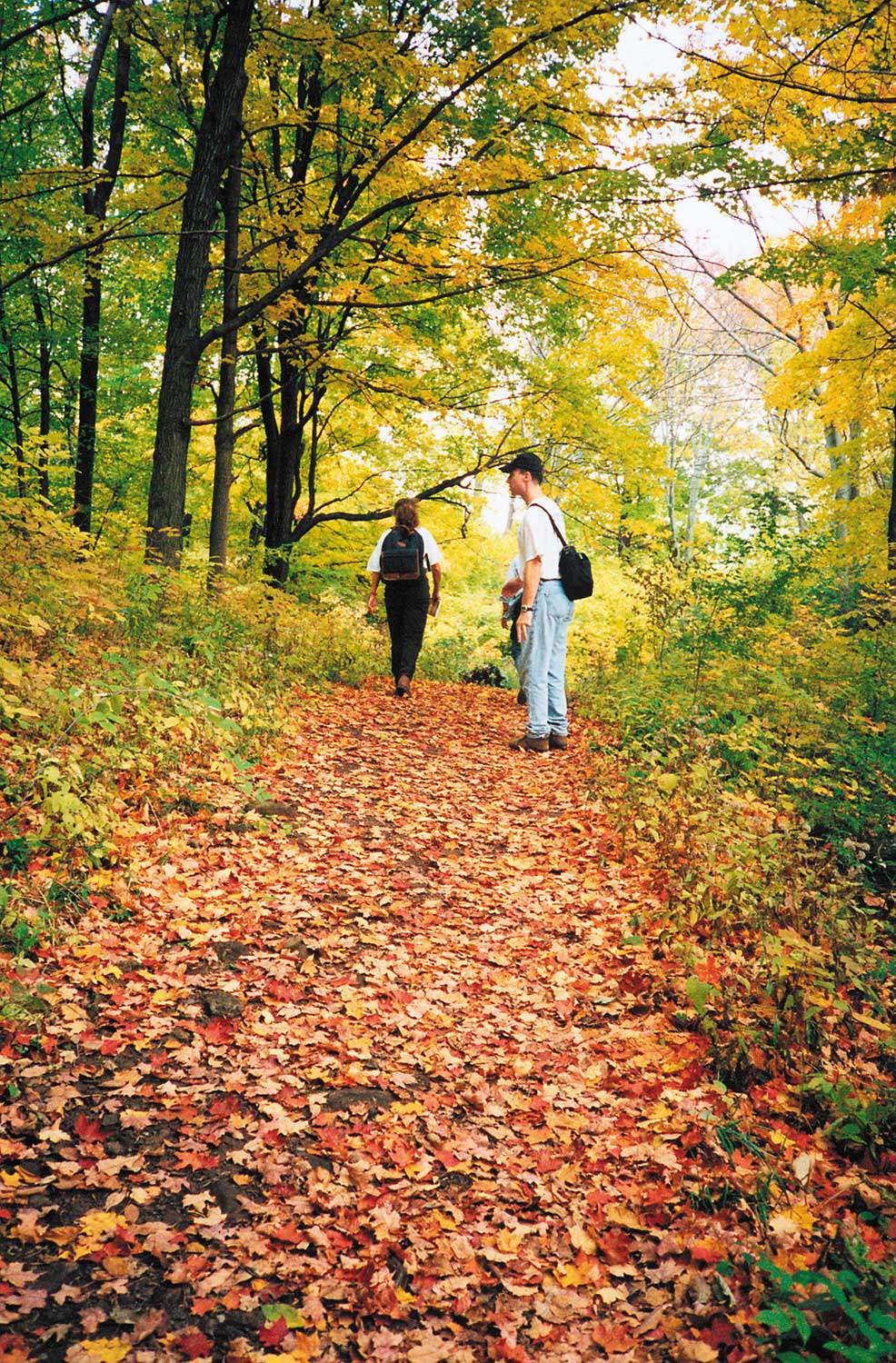The preservation of natural landscapes is a vital component of conservation in Ontario. (Shown here: Bruce Trail)