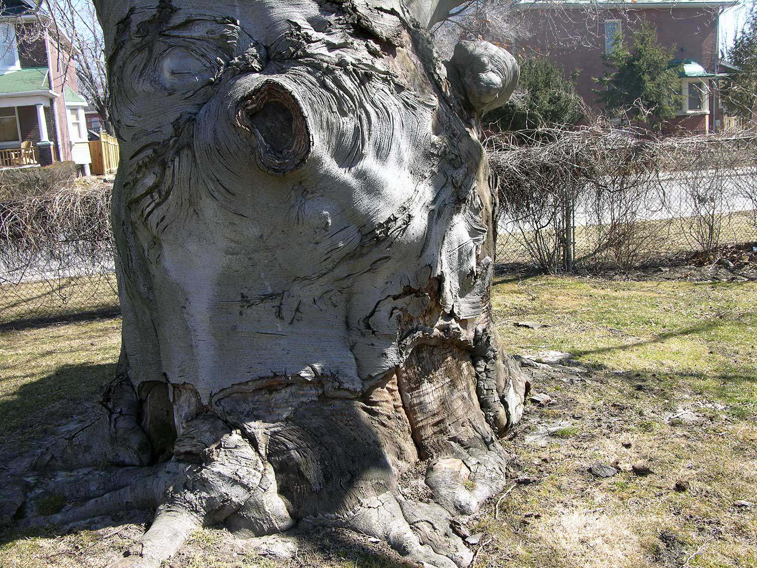 This majestic beech tree is located at Toronto’s Ashbridge Estate, a property owned and operated by the Ontario Heritage Trust