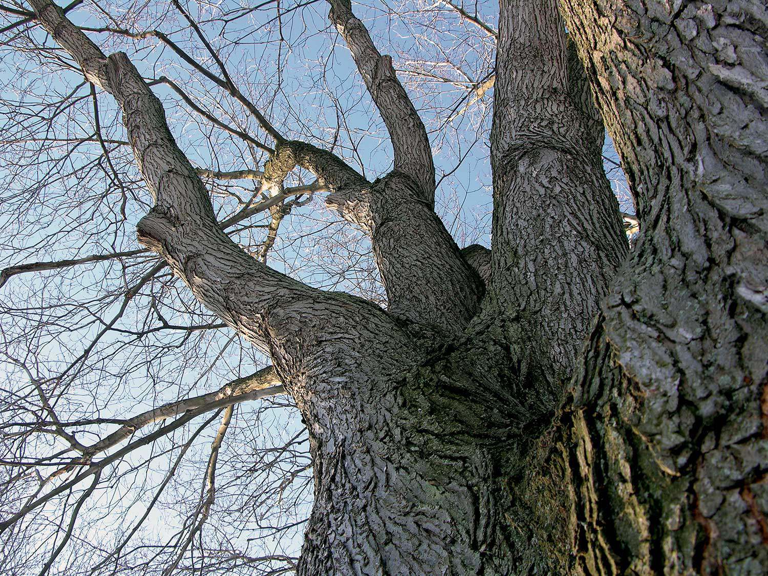 Tree in winter