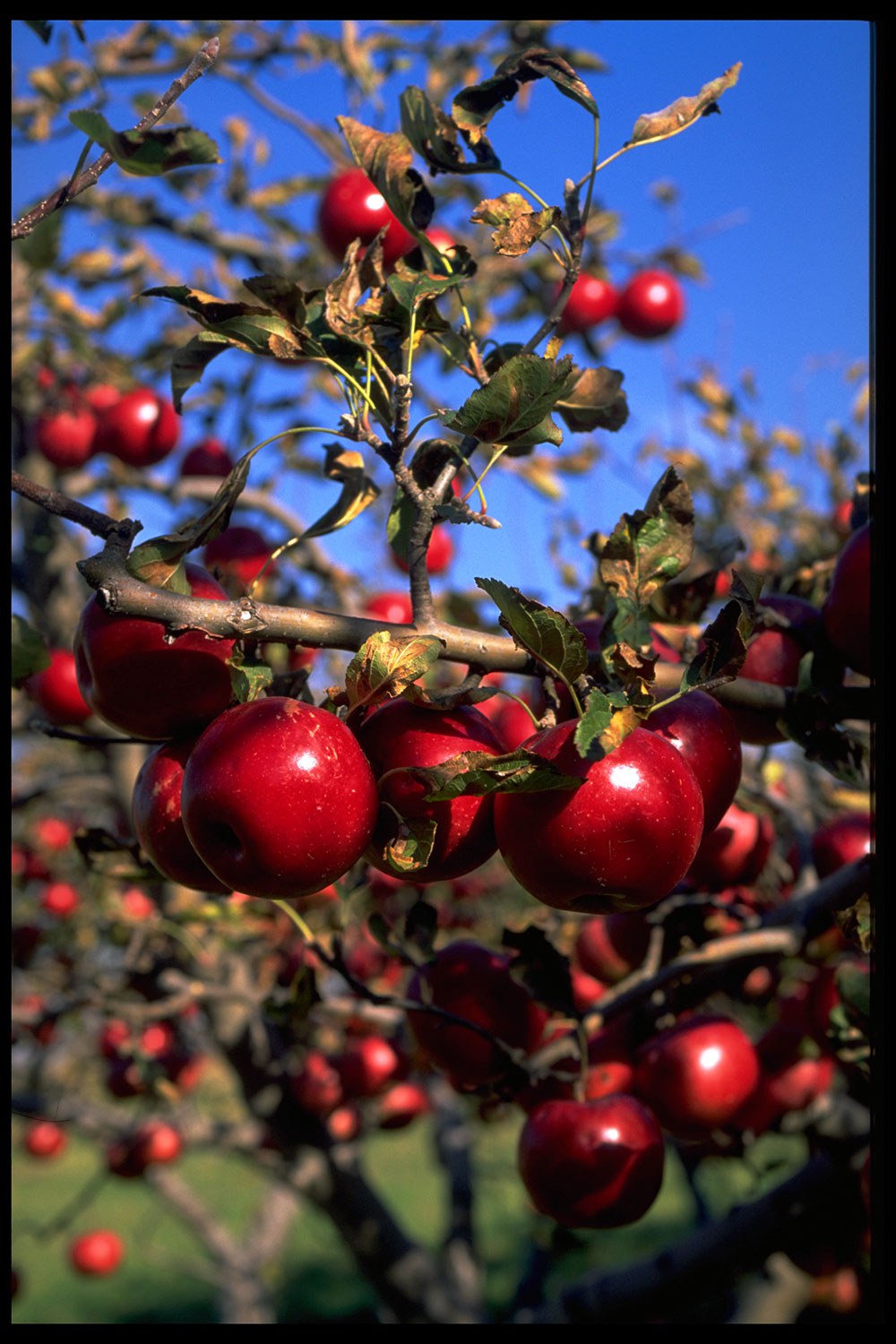 Apples at an orchard