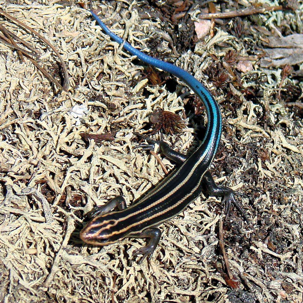 The common five-lined skink (Plestiodon fasciatus), Ontario’s only lizard, is provincially and nationally threatened.