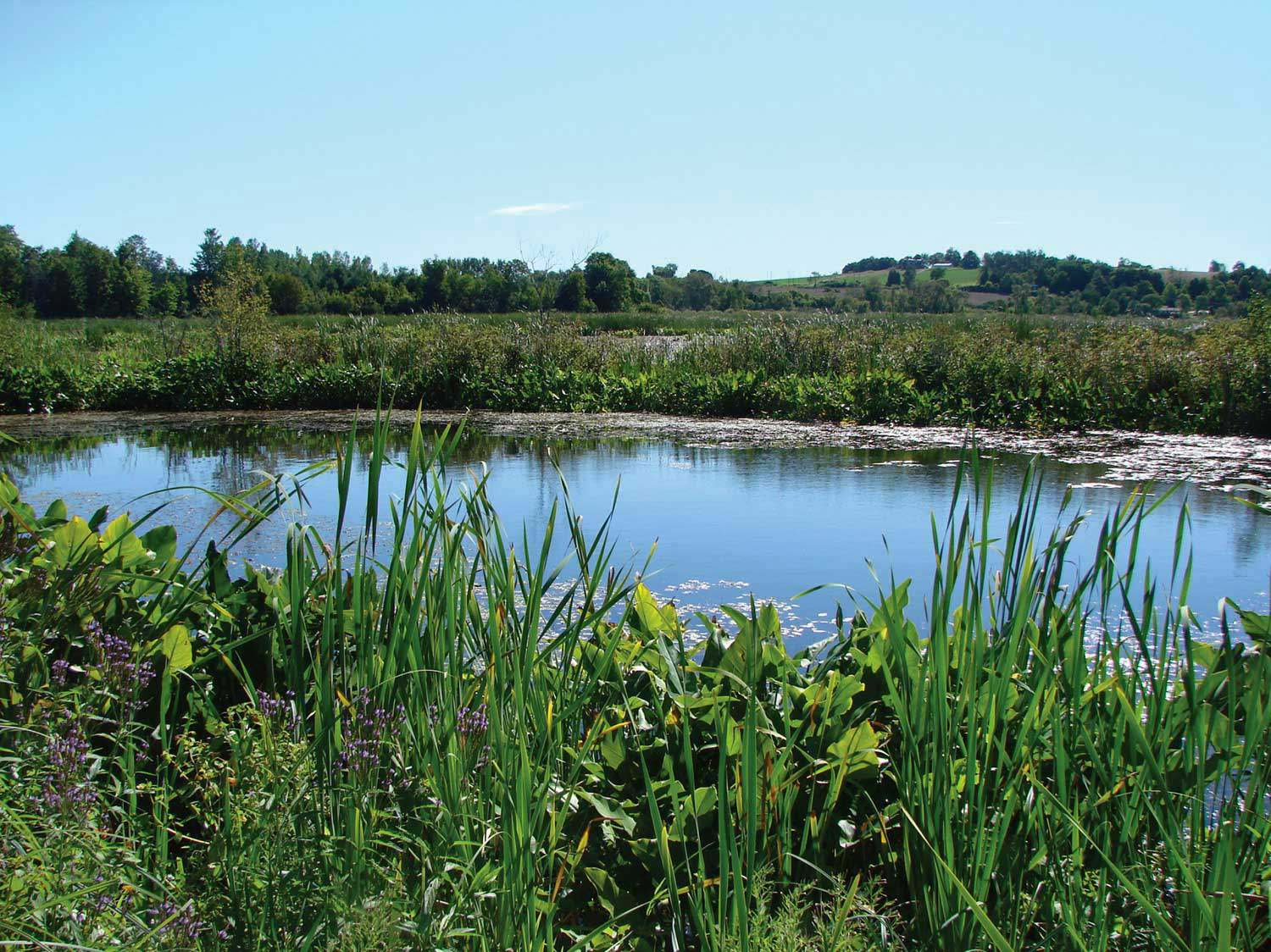 This fragile wetland at the Lone Pine Marsh Sanctuary in Northumberland County is rich in biodiversity.