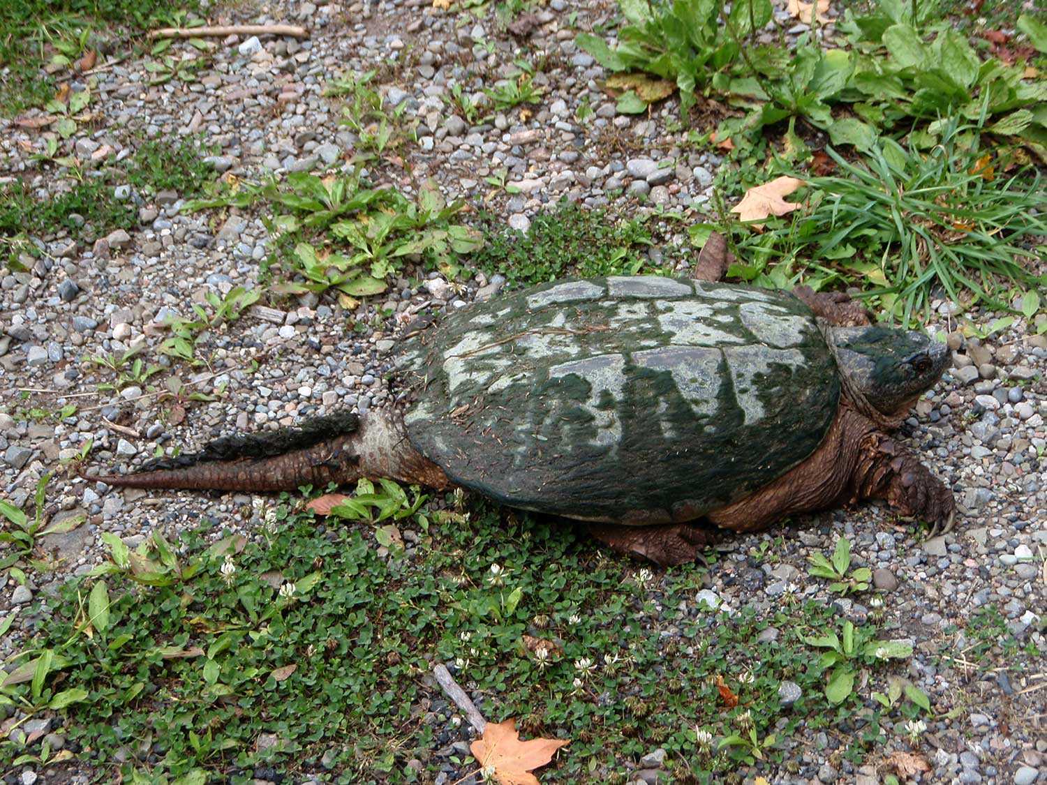 This snapping turtle at the Trust’s Scotsdale Farm is a species of special concern under Ontario’s Endangered Species Act, 2007.