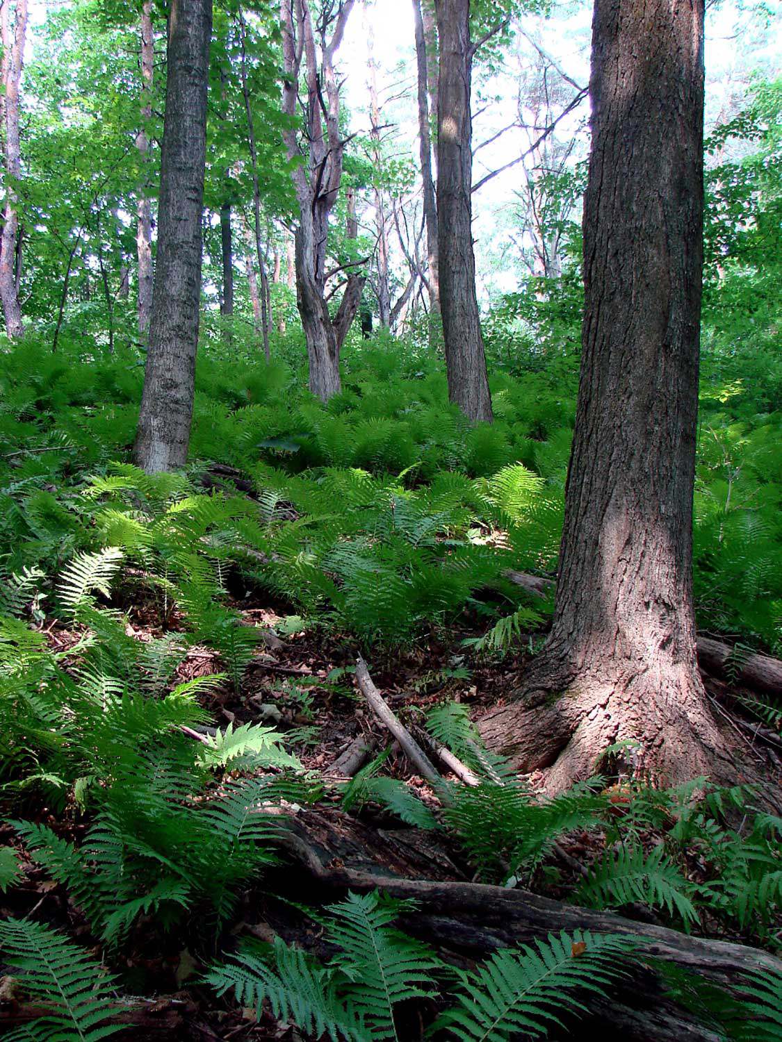 These ostrich ferns at Sheppard’s Bush Conservation Area in Aurora offer the public a glimpse of urban biodiversity.