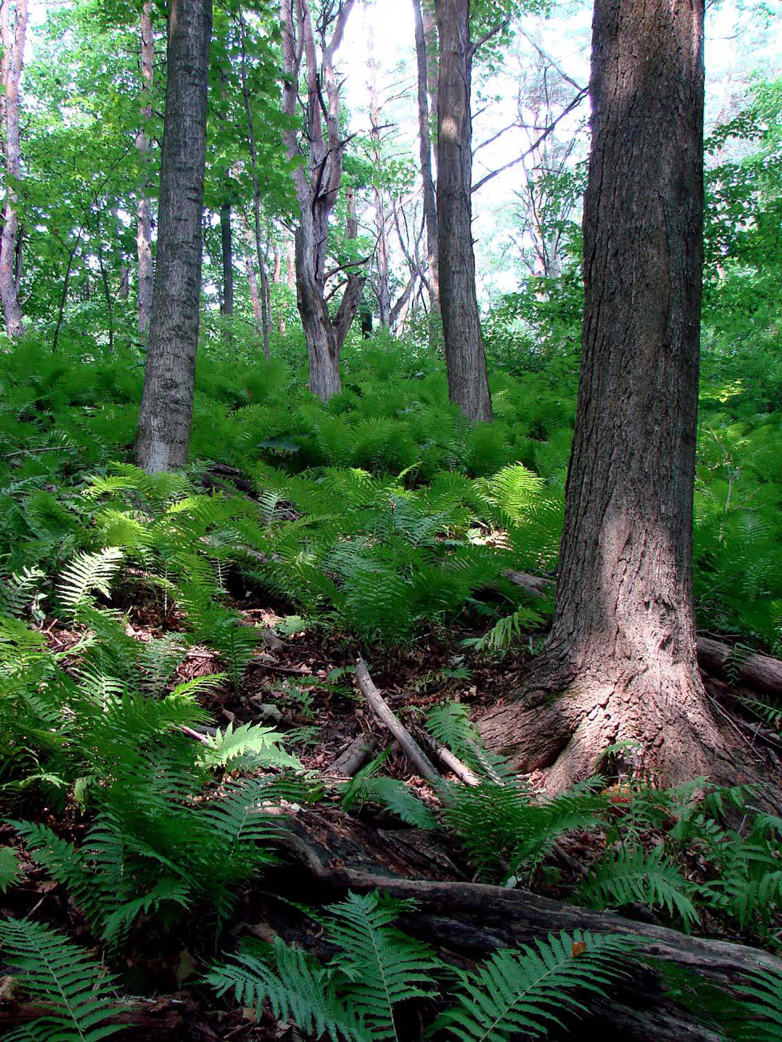 Sheppard's Bush ostrich ferns