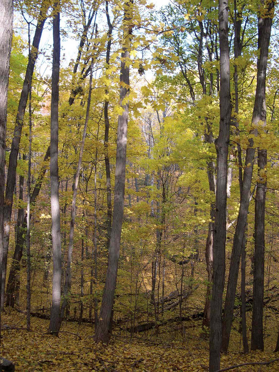 A bequest from Barbara Elizabeth Jacquith of Carolinian forest contains a tributary of the Credit River and an important water recharge area