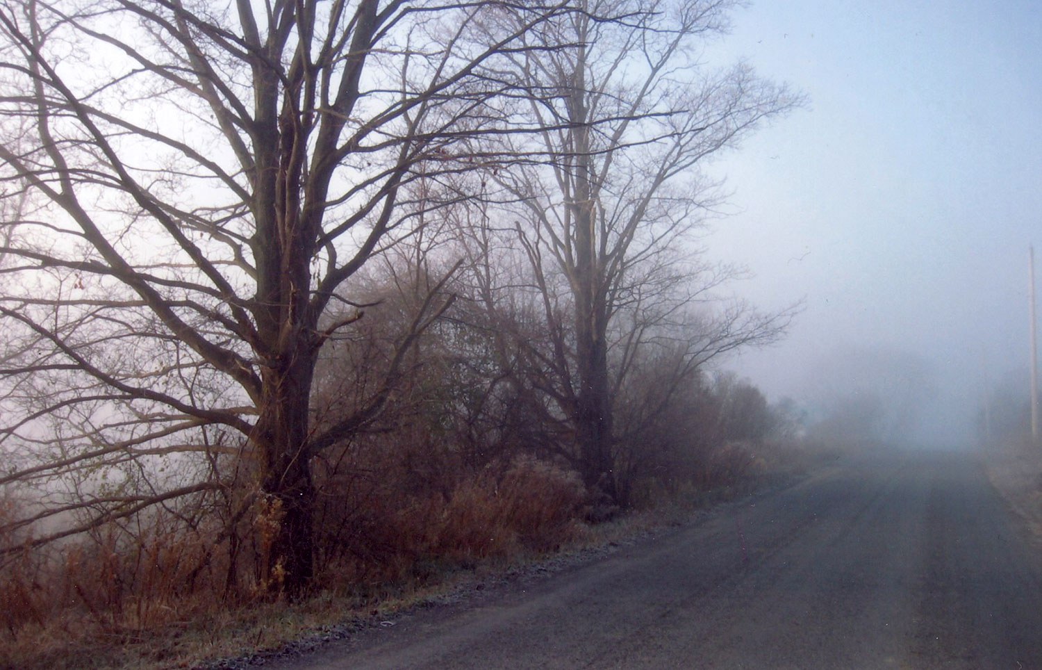 Many of Ontario’s rural roads still contain evidence of tree planting that began at the end of the 19th century. Replacement planting of these mature trees will ensure the continuation of the special character of this rural roadscape.
