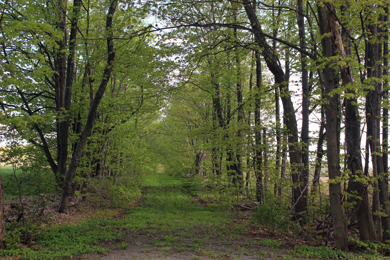 While the original Prince Edward County survey showed a complete network of roads, frequently the road allowance remained unopen. Although incomplete, it still adds visual interest to the rural landscape. (Photo: Wendy Shearer)