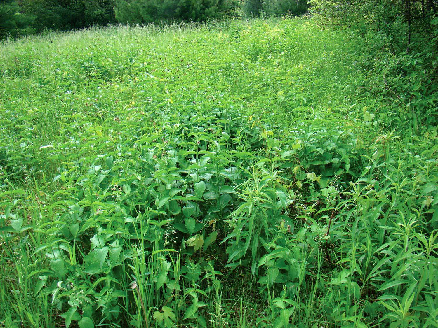 Dog-strangling vine or Cynanchum rossicum (also known as pale swallowwort) at Fleetwood Creek